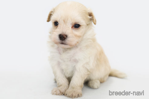 成約済の神奈川県のマルプー:マルチーズ×トイプードル-339322の4枚目